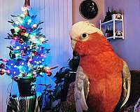 rose-breasted-cockatoo-for-sale-in-pueblo-co