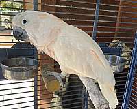 moluccan-cockatoo-for-sale-in-florida