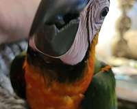 hybrid-macaw-for-sale-in-englewood-co