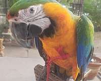 exotic-bird-for-sale-in-englewood-co