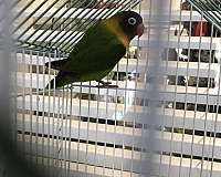 mixed-bird-for-sale-in-arlington-tx