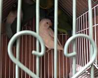 albino-lovebird-for-sale