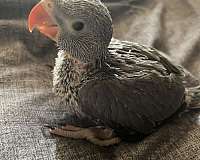 cute-handfed-ringneck-parakeet-for-sale