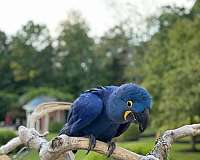 blue-hyacinth-macaw-for-sale