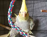 exotic-bird-for-sale-in-salem-or