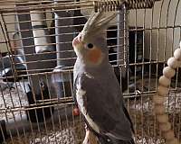 cockatiel-for-sale-in-bothell-wa