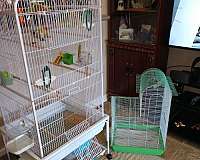 bird-parrot-for-sale-in-harvey-la