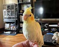 cockatiel-for-sale-in-braintree-ma