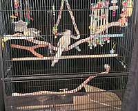 bonded-pair-bird-for-sale-in-granville-ny