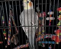 mixed-bird-for-sale-in-granville-ny