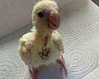 red-caique-for-sale