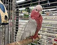 rose-breasted-cockatoo-for-sale-in-lodi-nj