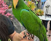 eclectus-parrots-for-sale-in-lodi-nj