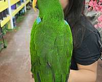 eclectus-parrots-for-sale