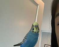 budgerigar-parakeet-for-sale-in-belmont-ca