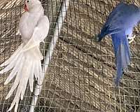 purple-white-ringneck-parakeet-for-sale