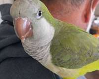 green-grey-cockatoo-for-sale