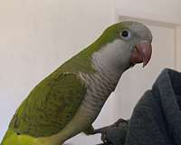 cockatoo-for-sale-in-conroe-tx