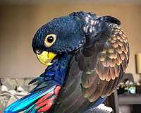 pionus-parrots-for-sale