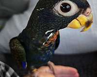 small-pionus-parrots-for-sale