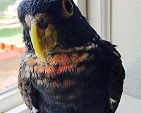 wild-pionus-parrots-for-sale