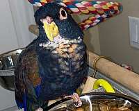 brown-pionus-parrots-for-sale