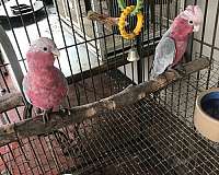 grey-rose-breasted-cockatoo-for-sale