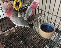 pink-rose-breasted-cockatoo-for-sale