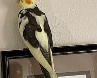 yellow-cockatiel-for-sale