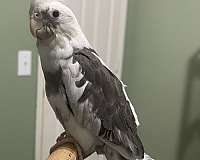 grey-white-bird-for-sale-in-fort-worth-tx