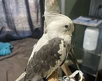 grey-white-cockatiel-for-sale