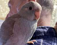 cute-bird-for-sale-in-chester-nh