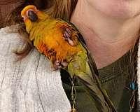 orange-yellow-parrot-for-sale