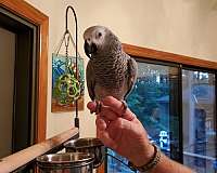 african-grey-parrot-parrot-for-sale-in-washington-nc