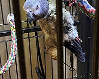 playful-talking-congo-african-grey-parrot-for-sale