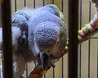 playful-talking-mixed-bird-for-sale