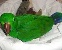 vosmaeri-eclectus-parrots-for-sale