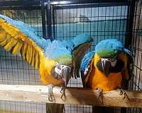bird-parrot-eggs-in-baltimore-md