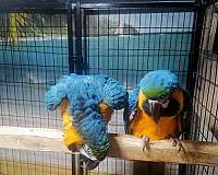 adult-blue-gold-macaw-for-sale