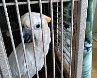 cockatoo-for-sale-in-houston-tx