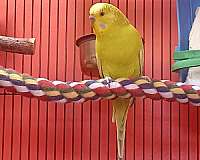 young-adult-blue-yellow-bird-for-sale