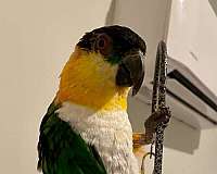 black-headed-caique-for-sale-in-leland-nc