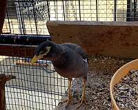 mixed-mynah-for-sale