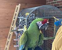 military-macaw-for-sale