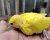 yellow-bird-for-sale