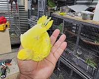 yellow-parrot-for-sale