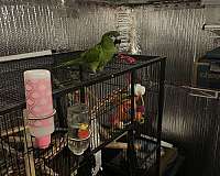 hahns-macaw-for-sale-in-hinesville-ga