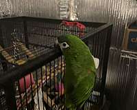 young-bird-for-sale-in-hinesville-ga