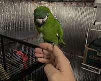 macaw-hahns-macaw-for-sale-in-hinesville-ga