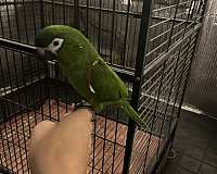 bird-parrot-for-sale-in-hinesville-ga